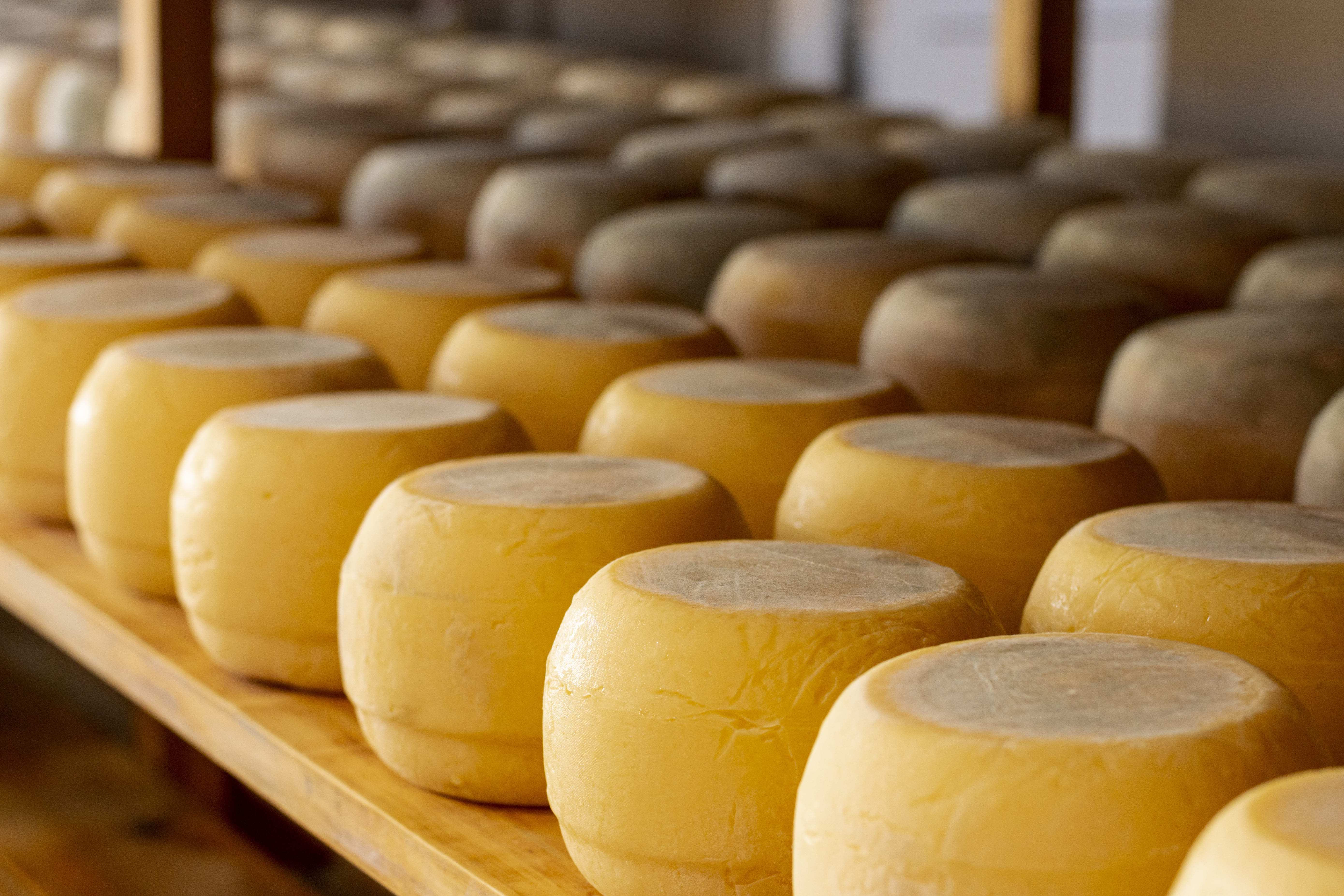 Premium Dairy Products
