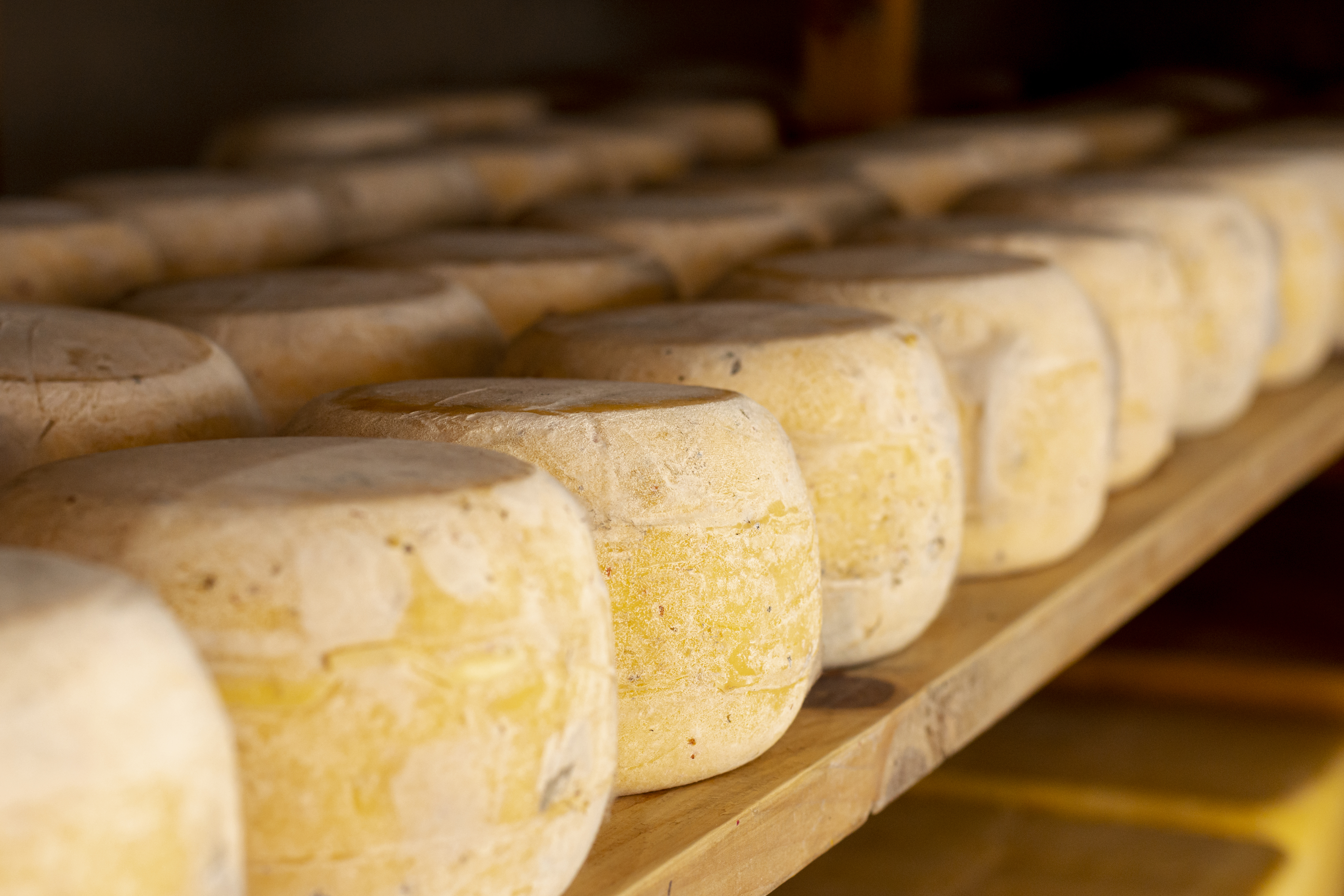 Cheese Cultures