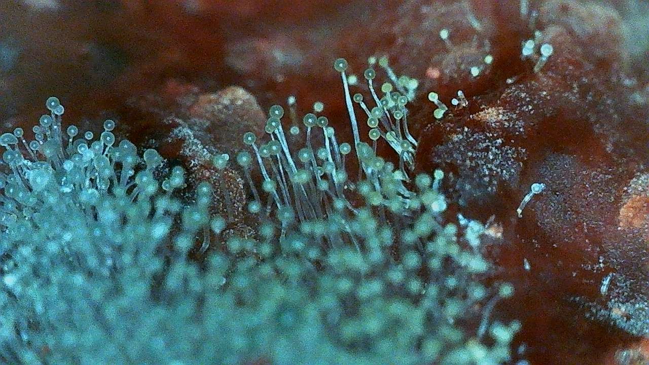Mold-Inhibiting Cultures