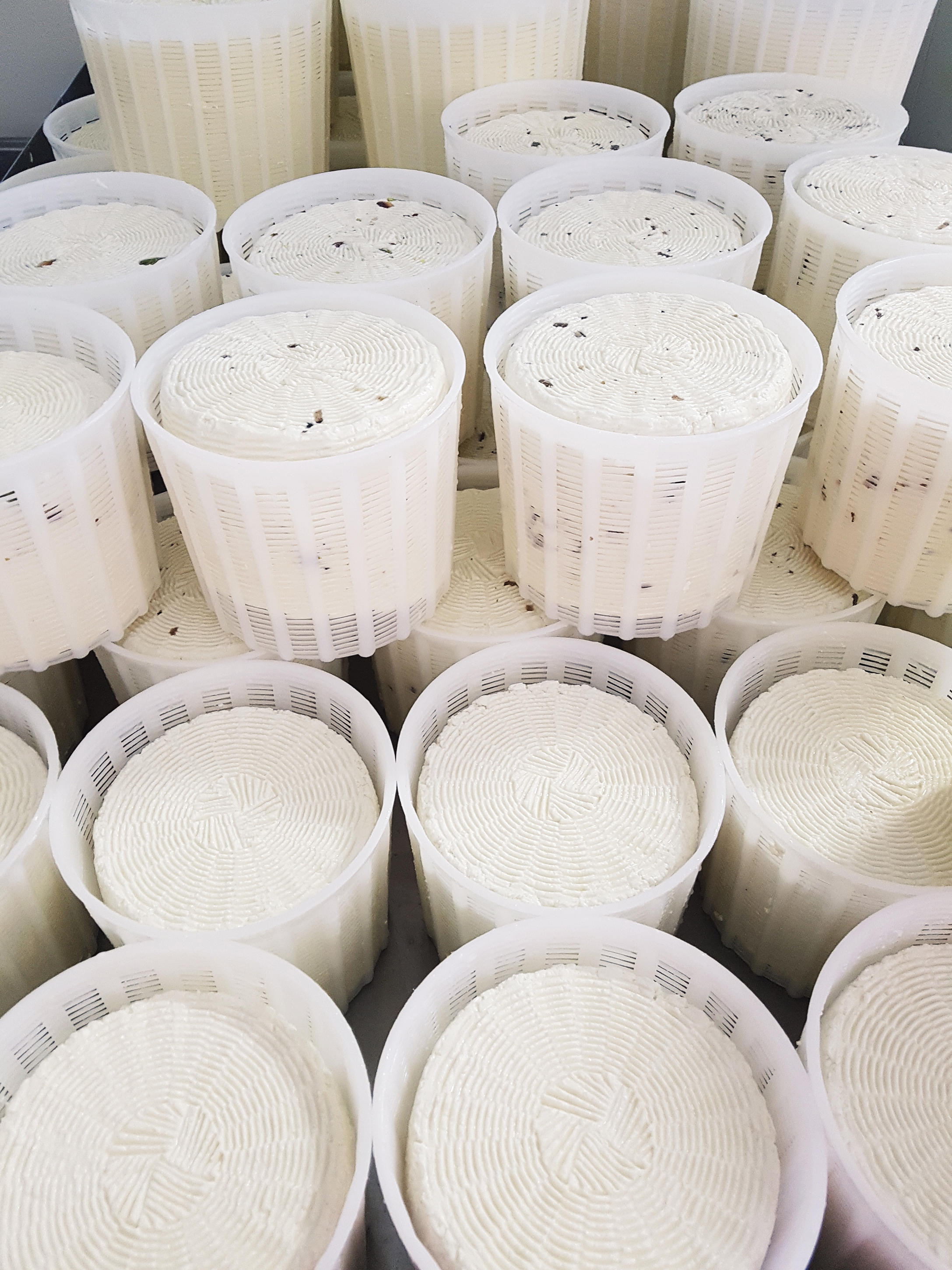 Yogurt Cultures