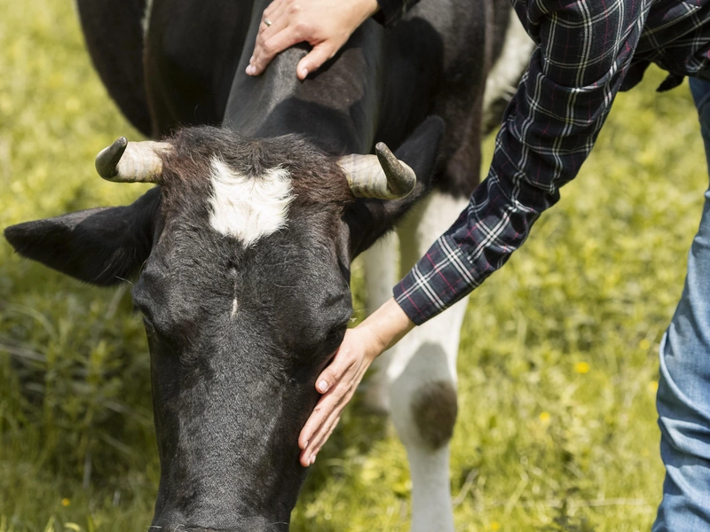 Pregnancy Detection (TESTIMAX PREG)